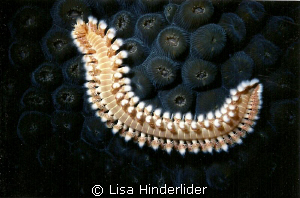 Looks fuzzy enough to touch...but don't! by Lisa Hinderlider 